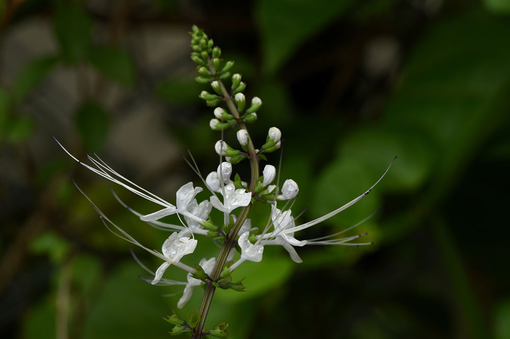 The Most Toxic Plants for Pets