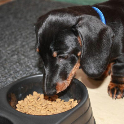 4 Known Food Allergy Symptoms in Dogs