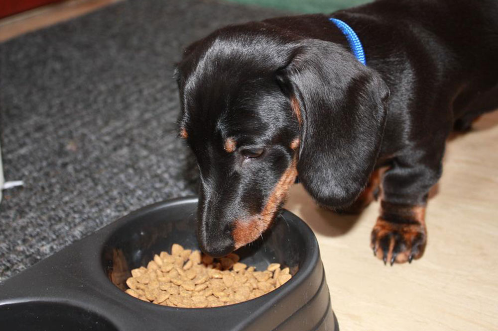 4 Known Food Allergy Symptoms in Dogs