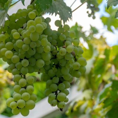 5 Human Foods to Never Share With Cats