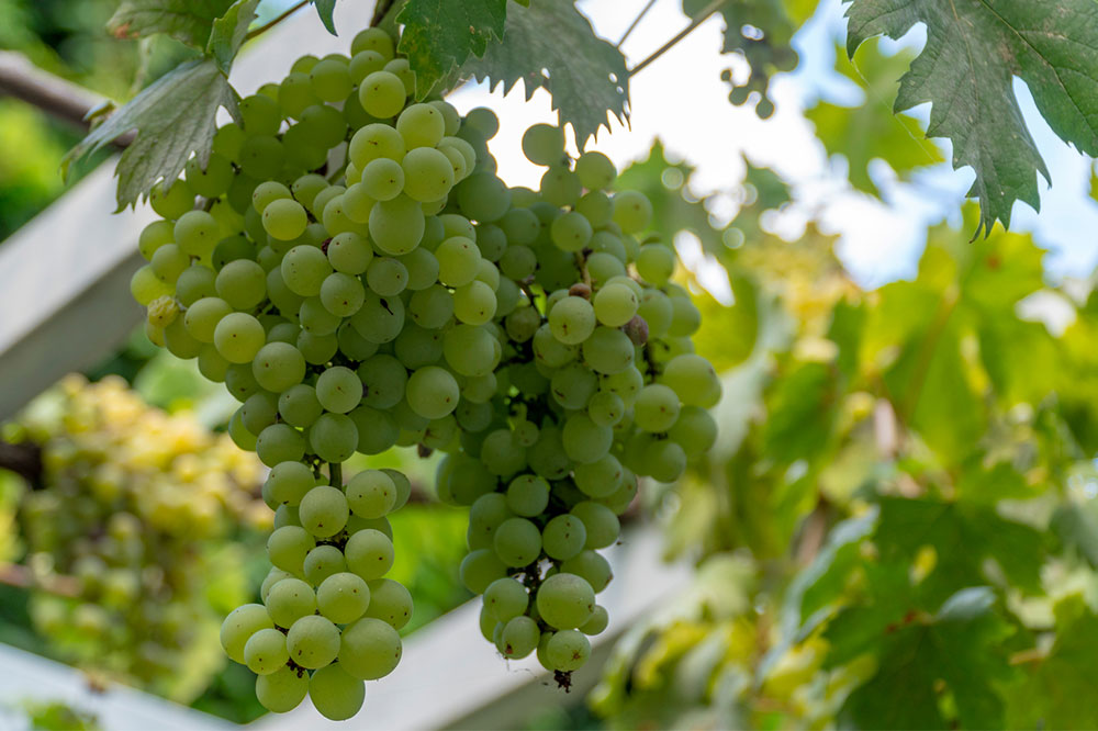 5 Human Foods to Never Share With Cats