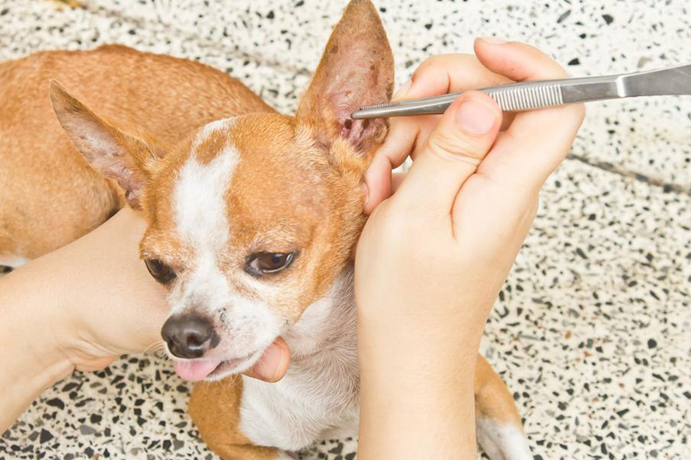 5 Ways to Naturally Repel Fleas and Ticks for Pets