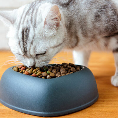 6 Brands That Offer the Healthiest Cat Treats