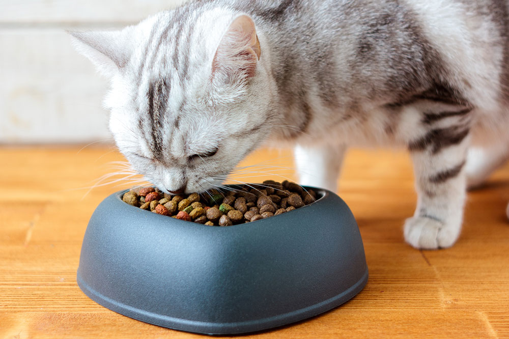 6 Brands That Offer the Healthiest Cat Treats